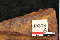 Foto (Detailansicht) von Cinnamomum leichardtii Ettingshausen (NHMW-GEO-2024-0188-10378b)